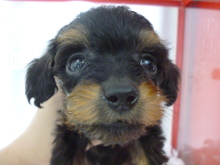 PET SUPER WAN横浜店のブログ