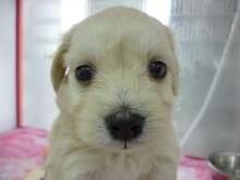 PET SUPER WAN横浜店のブログ