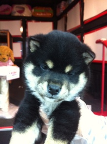 PET SUPER WAN横浜店のブログ
